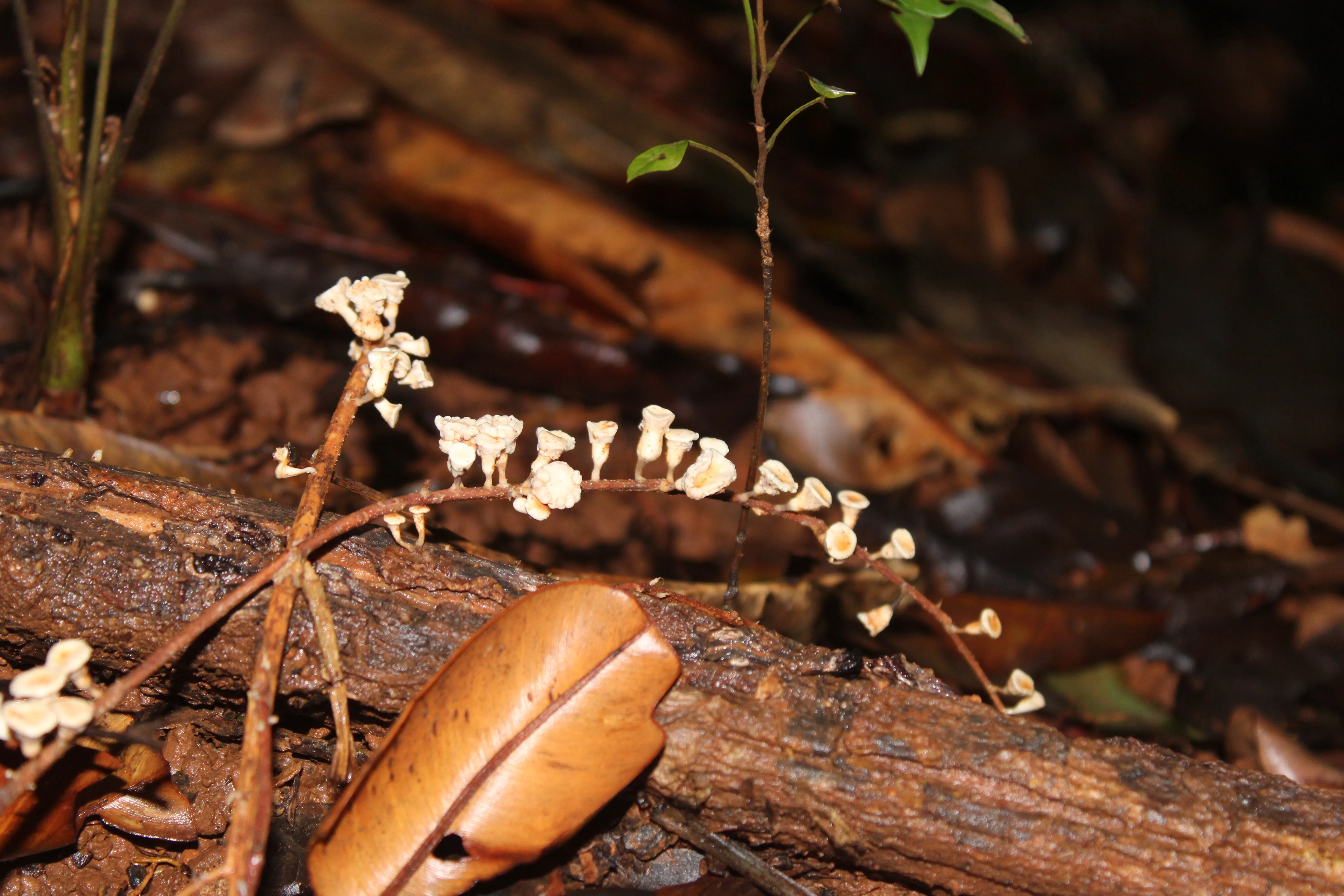 Montagnei mushroom